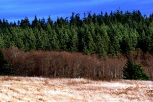 Image of fields and trees of different shades, depth